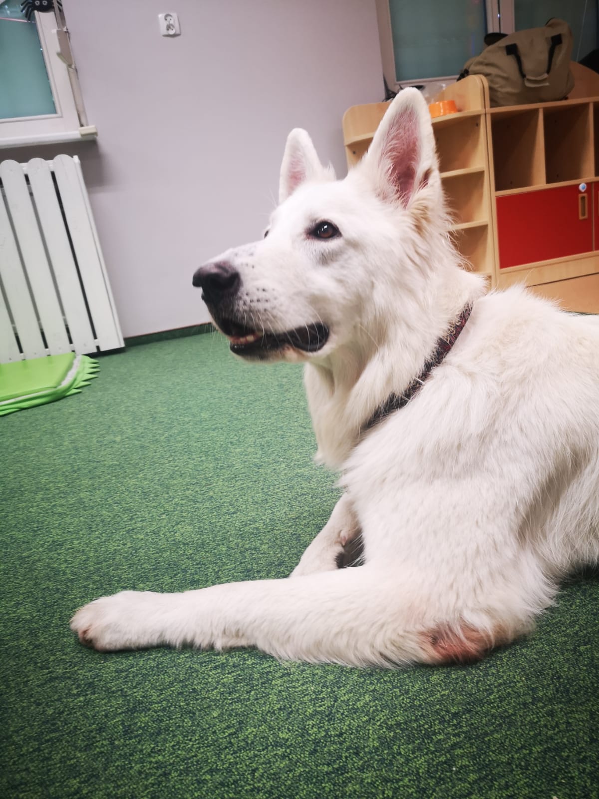 Dogoterapia na Porannej