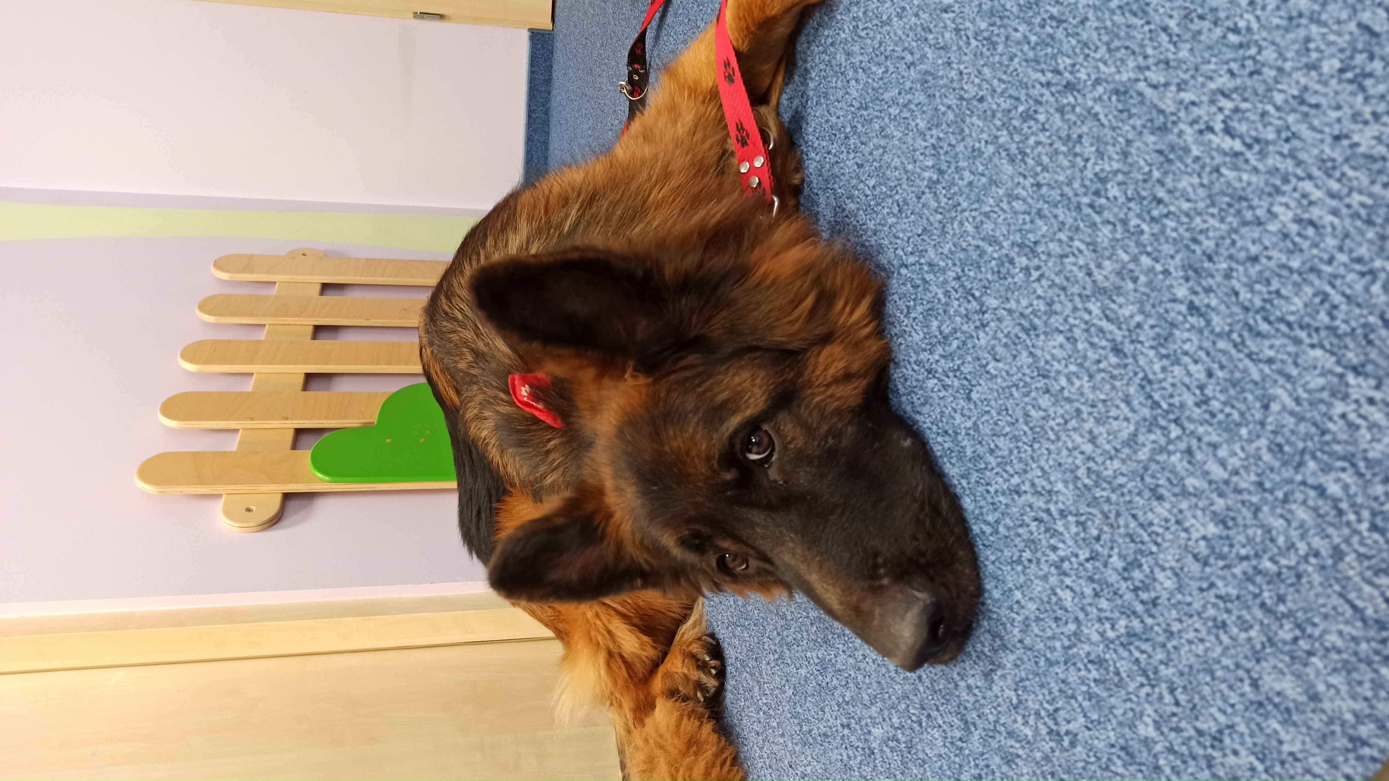 Dogoterapia marzec