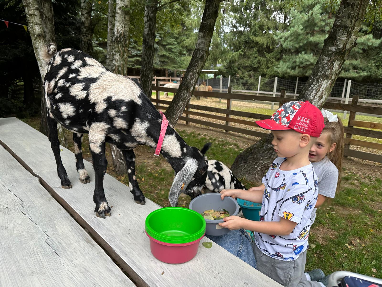 Wycieczka do Stajni Alpaka w Nowym Sączu