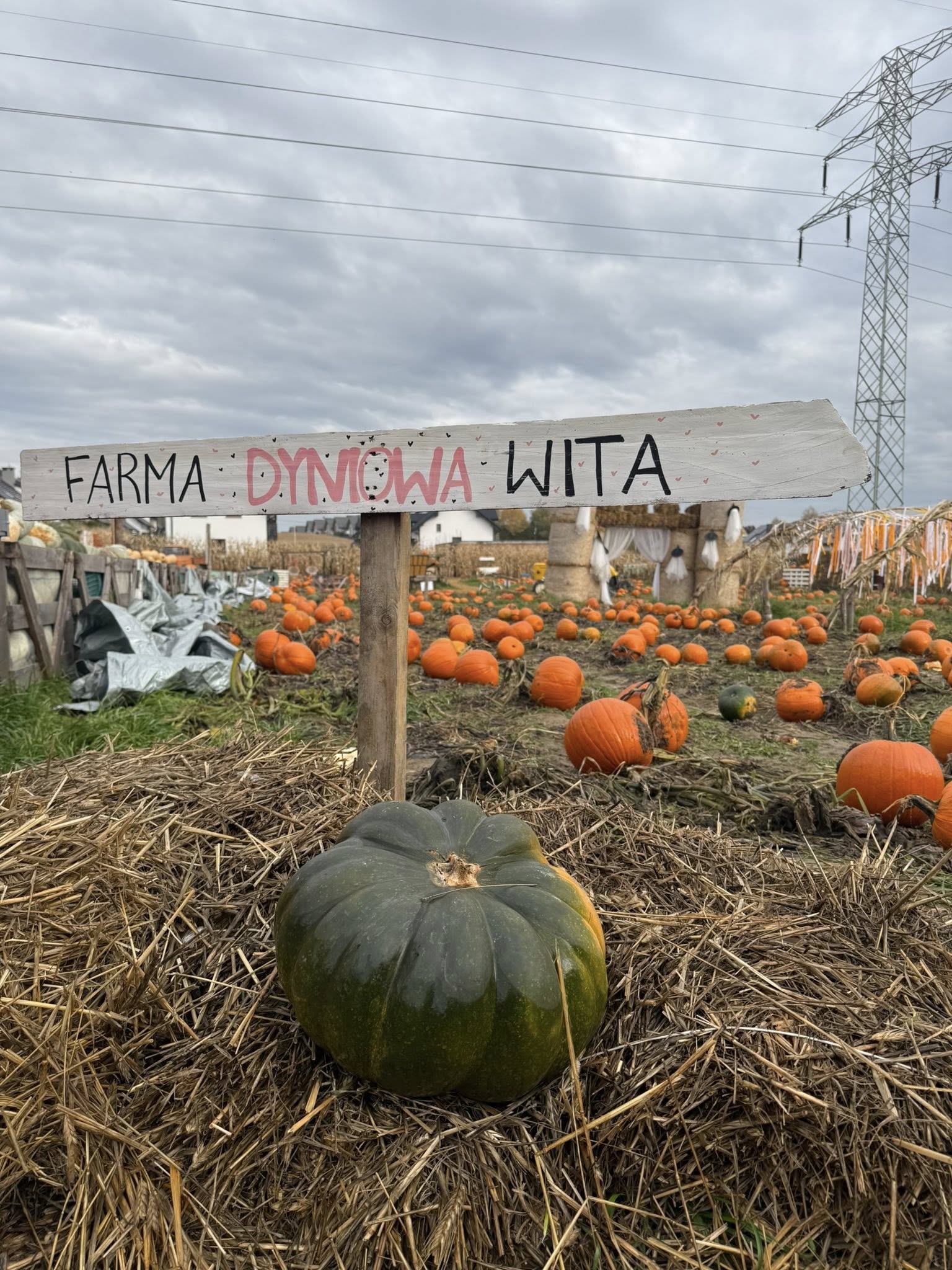 Farma Dyniowa w Modlnicy